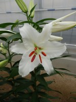 [4238 Siberia HLC2L No102.JPG]